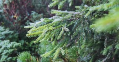 Green spruce branch in the Carpathian forest. Close-up. Evergreen trees in their natural habitat.