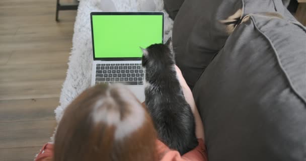 女人躺在沙发上，带着笔记本电脑，上面有绿色的屏幕和一只猫。在键盘上打字，摸猫。在家工作的概念，一个自由职业的女孩，动物干扰了工作， — 图库视频影像