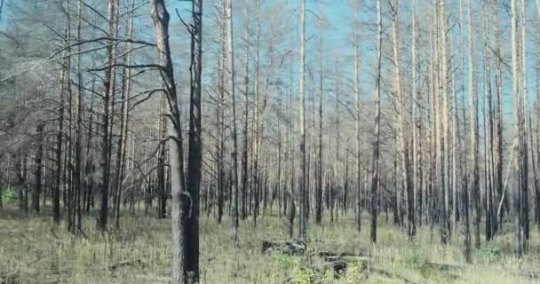 Pohled z okna autobusu do Černobylského lesa. Spálené stromy bez známek života. Přes den. Pripyat, Ukrajina. — Stock video