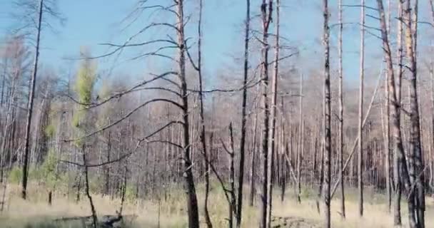 Spálený Les Černobylu Boční Pohled Pohybu Ukrajina Pripyat Ukrajina Vysoce — Stock video