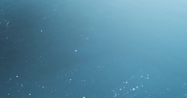 ポプラの綿毛や小さな破片と一緒に流れる穏やかな川の水のトップビュー 環境汚染 ドニプロ ウクライナの川の概念 高品質4K映像 — ストック動画