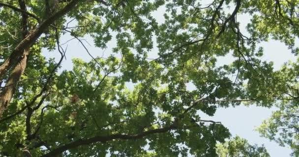 Vue Bas Bosquet Chênes Aux Feuilles Vertes Travers Lequel Vous — Video