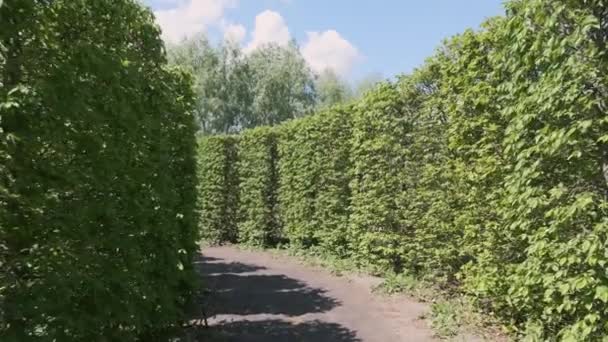Pov Camina Través Laberinto Arbustos Verdes Altos Durante Día Primavera — Vídeo de stock