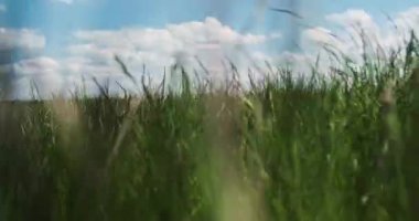 Uzun yeşil çimenlerin arasında hareket. Mavi gökyüzü, beyaz bulutlar, bahar yazı. Küçük bir hayvanın, bir farenin, bir yılanın, bir rakunun, bir örümceğin çıkış yolu. Yüksek kalite 4k görüntü
