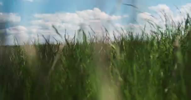 Рухатися Через Високу Зелену Траву Блакитне Небо Білі Хмари Весна — стокове відео
