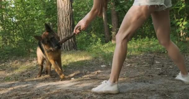 Γυναίκα Που Προσπαθεί Πάρει Ραβδί Από Σκυλί Γερμανικός Ποιμενικός Κρατάει — Αρχείο Βίντεο