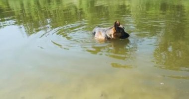 Safkan, siyah sırtlı Alman çoban köpeği gölün üzerinde suda yürüyor. Yeşil sakin su, güzel büyük köpek. Yüksek kalite 4k görüntü