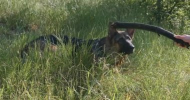 Alman çoban köpeği yeşil uzun çimlerde oturur ve sopaya bakar. El sopayla köpeğe sataşıyor. Faiz kavramı. Yan görüş, yakın çekim, ilkbahar yazı, gündüz açık hava. Evcil hayvanla oynuyordum. Yüksek kalite 4k