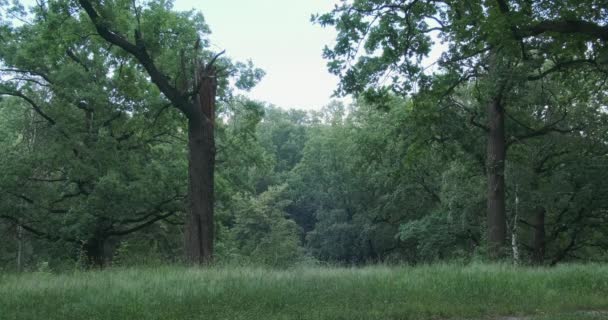 緑豊かな公園で雨が降っている 高い緑の牧草地 高い木の幹 落ち着いて瞑想だ 高品質4K映像 — ストック動画