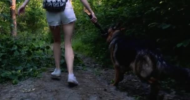 Ung Kvinna Springer Med Hund Längs Skogsstigen Tar Stick Från — Stockvideo