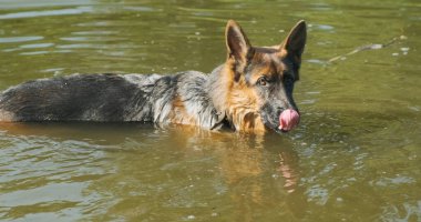 Alman kurdu tamamen suyun içinde duruyor ve dikkatlice yana bakıyor. Göldeki köpek, uzun kuyruk, dudaklarını yalama, gündüz vakti, portre. Yüksek kalite 4k görüntü