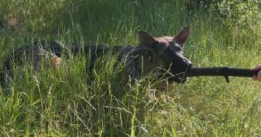 Köpeği sopaya sarmak. Kadın eli Alman çoban köpeğinden sopa almaya çalışıyor. Yeşil çimenler, açıklık, güneş ışığı, yakın plan. Evcil hayvanla oynuyordum. Yüksek kalite 4k görüntü