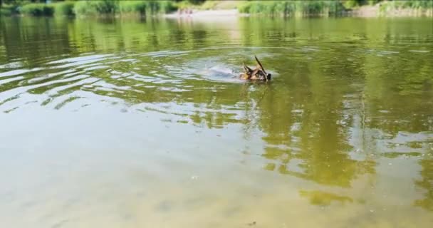 Німецький Чистокровний Великий Пастух Плаває Озері Тримаючи Зубах Палицю Плавці — стокове відео