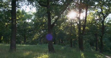 Yeşil yaprak döken orman manzarası, güneş ışığı ağaçların dalları arasından kameraya yansıyor. Yüksek kalite 4k görüntü