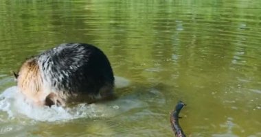 Alman kurdu yeşil göl suyunda kuyruğunu ısırıyor. Köpek oynuyor, kuyruğunu kovalıyor. Sonra sopayı alır ve gider. Gündüz, portre. Yüksek kalite 4k görüntü