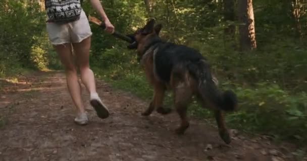 Jovem Mulher Corre Com Cão Longo Caminho Floresta Tomando Pau — Vídeo de Stock