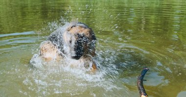 Alman kurdu yeşil göl suyunda kuyruğunu ısırıyor. Köpek oynuyor, kuyruğunu kovalıyor. Sonra sopayı alır ve gider. Gündüz, portre. Yüksek kalite 4k görüntü