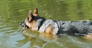 Büyük köpek yeşil suda yüzüyor, dişinde bir sopayla. Gün ışığı tasarrufu, Sunny. Evcil hayvan oyunları. Yüksek kalite 4k görüntü