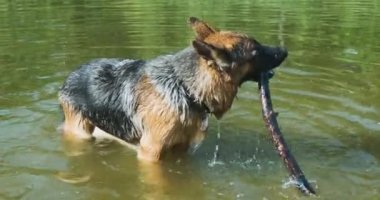Suda duran Alman kurdu ağzından bir sopa fırlattı. Yalama, yakın çekim, gündüz, yaz. Yüksek kalite 4k görüntü
