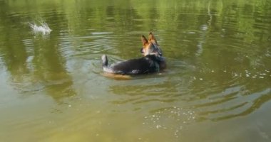 Dog swims in lake for thrown stick. Emerald water, reflection of trees and sky. German Shepherd swims in water. Daytime, lake, spring summer, sunshine. High quality 4k footage