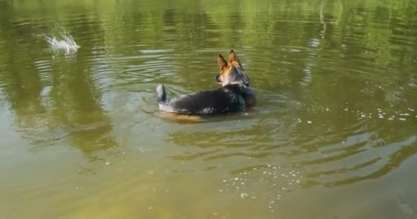 Dog Swims Lake Thrown Stick Emerald Water Reflection Trees Sky — Stok video