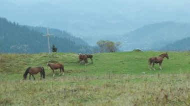 Atlar dağların arasındaki yeşil çayırlarda otlar. Hıristiyan ormanın yakınından geçiyor. Geniş açı, bulanık, sisli. Karpatlar, Ukrayna. Yüksek kalite 4k görüntü