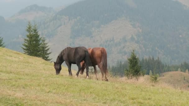 Two Horses Mare Stallion Walking Pasture Eating Grass Black Brown — ストック動画