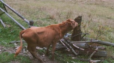 Kahverengi inek postada yaban gülü yiyor. Yan görüş, çimen, çayır, yakacak odun. Amaçlılık kavramı, lezzet, yiyeceğin keyfi. Yüksek kalite 4k görüntü