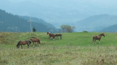 Atlar dağların arasındaki yeşil çayırlarda otlar. Hıristiyan ormanın yakınından geçiyor. Geniş açı, bulanık, sisli. Karpatlar, Ukrayna. Yüksek kalite 4k görüntü