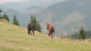 Two horses, mare stallion walking through the pasture, eating grass. Black and brown horses, mountains, back view, together. Concept friendship, love, traveling together wild. High quality 4k footage