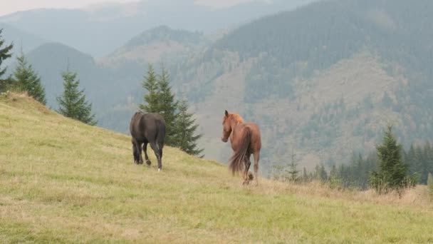 Dva Koně Hřebci Klisen Procházející Pastvinou Pojídající Trávu Černohnědé Koně — Stock video
