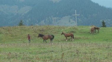 Atlar dağların arasındaki yeşil çayırlarda otlar. Hıristiyan ormanın yakınından geçiyor. Geniş açı, bulanık, sisli. Karpatlar, Ukrayna. Yüksek kalite 4k görüntü
