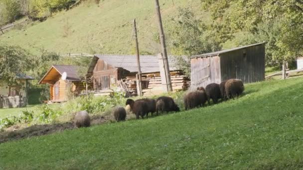 Herd Sheep Stands Looks Camera Barbed Wire Clearing Green Trees — ストック動画