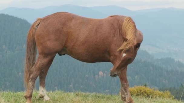 Brown Big Stallion Grazes Green Field Grass Eats Food Close — 图库视频影像