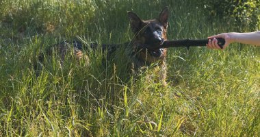 Köpeği sopaya sarmak. Kadın eli Alman çoban köpeğinden sopa almaya çalışıyor. Yeşil çimenler, açıklık, güneş ışığı, yakın plan. Evcil hayvanla oynuyordum. Yüksek kalite 4k görüntü