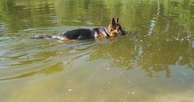 Safkan, siyah sırtlı Alman çoban köpeği gölün üzerinde suda yürüyor. Yeşil sakin su, güzel büyük köpek. Yüksek kalite 4k görüntü