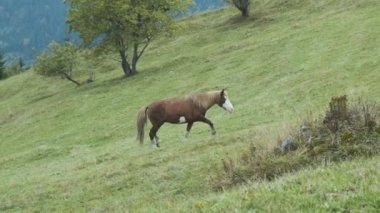 Brown horse climbs up mountain green valley. Side view, spring summer. The concept of purposefulness, movement. High quality 4k footage