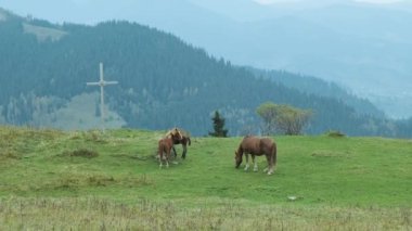 Herd of horses graze on green meadow among mountains. Christian cross near the forest. Wide shot, cloudy, foggy. Carpathians, Ukraine. High quality 4k footage