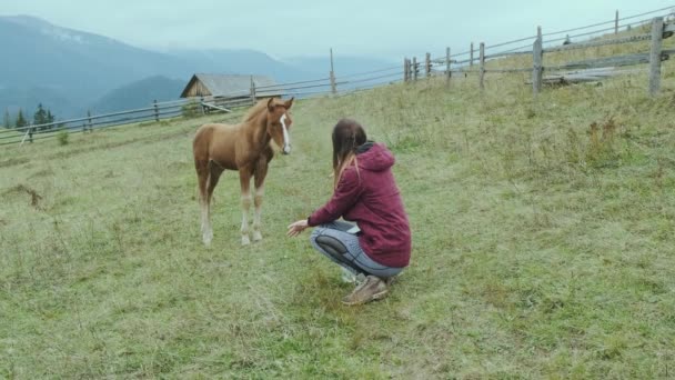 Samica Wzywa Rękę Źrebaka Który Uważnie Patrzy Człowieka Pastwiska Konie — Wideo stockowe