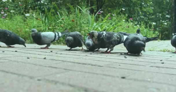 Flock Pigeons Pecking Seeds Paving Slabs Green Grass Daytime Spring — Stock video