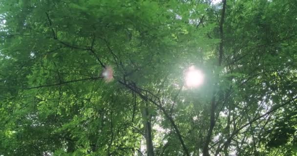 Bottom View Bright Green Foliage Tall Trees Suns Rays Penetrate — Stock video