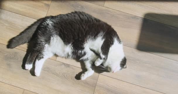 Κάτοψη Μιας Κοιμώμενης Γάτας Ένα Δωμάτιο Ξύλινο Πάτωμα Κατοικίδιο Ζώο — Αρχείο Βίντεο