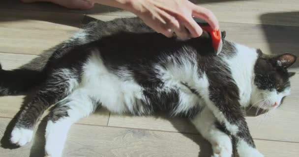 Woman Combs Out Hair Fluff Cat Which Lies Floor Room — Vídeo de Stock