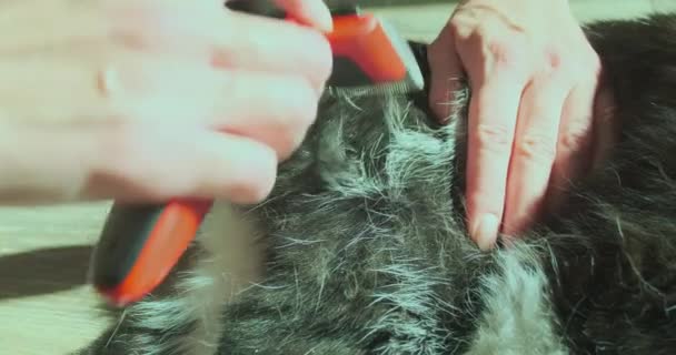 Κορίτσια Χέρια Χτενίζει Μαλλιά Και Χνούδι Της Γάτας Από Πίσω — Αρχείο Βίντεο