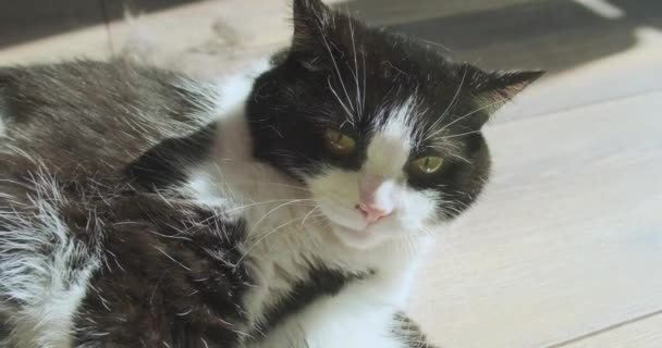Θυμωμένη Γάτα Είναι Δυσαρεστημένη Που Χτενίζουν Έξω Ένα Furminator Πάρει — Αρχείο Βίντεο