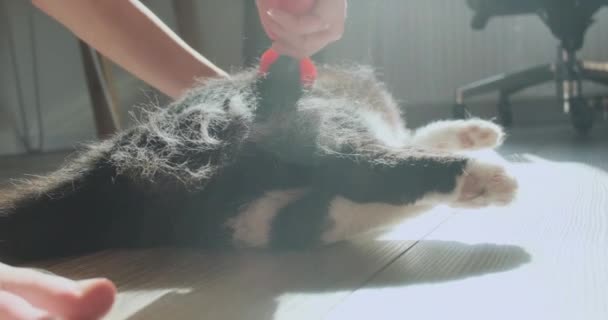 Woman Combs Out Hair Cat Furminator Pet Lies Floor Room — Stockvideo