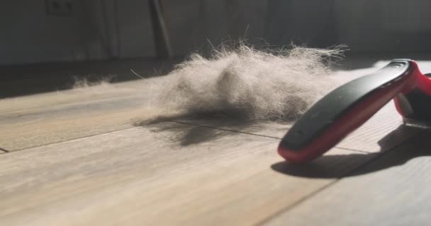 Furminator Ball Cat Hair Floor View Concept Grooming Pets Grooming — Stock video