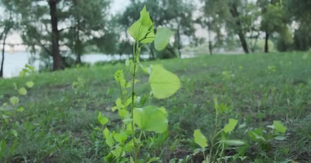 Young Green Sprout Leaves Sways Wind Park Wide Shot Daytime — Vídeo de Stock