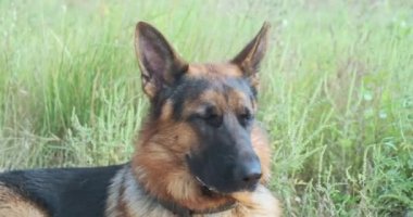 german shepherd lies in the green grass and then rises. Close-up, day time. High quality 4k footage