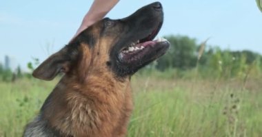 Woman pets a dog on the head. Close-up, German Shepherd, mouth, protruding tongue. Green grass and blue sky on the background. Obedient contented dog in nature. High quality 4k footage